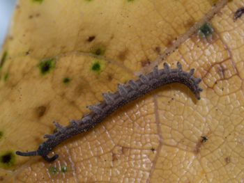 Media type: image; Invertebrate Zoology 152095